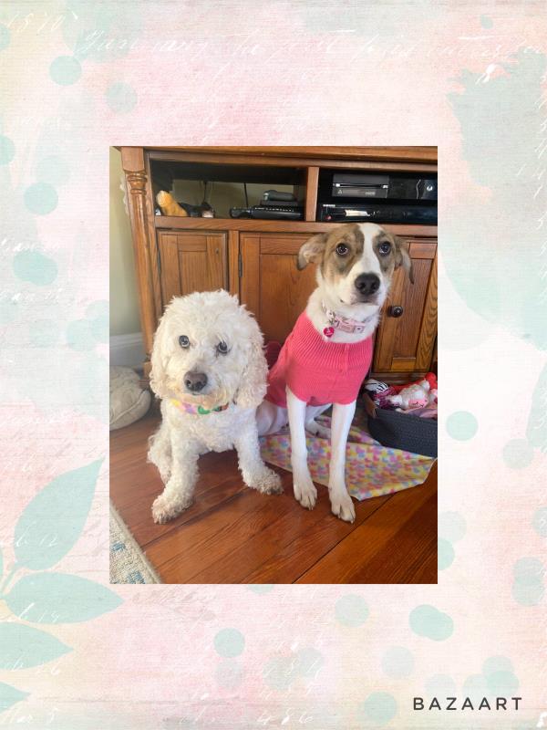 /Images/uploads/Louies Legacy Animal Rescue/cutest-rescue-pet-2023/entries/28122thumb.jpg